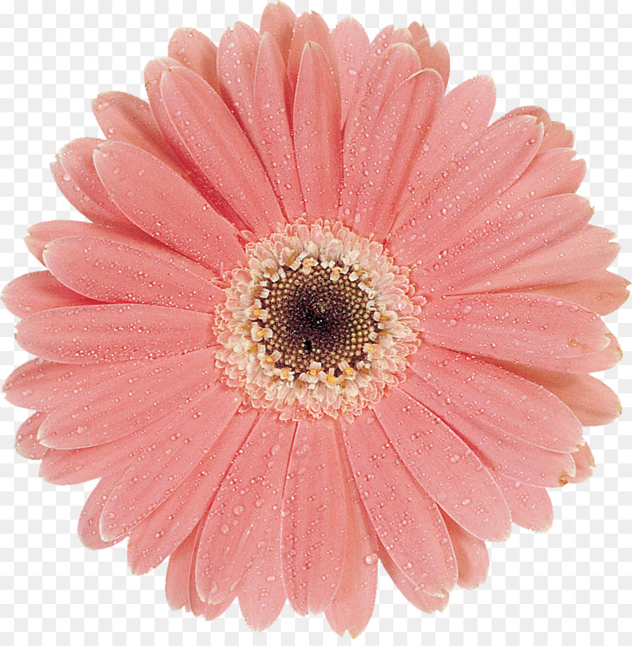 Fiori recisi Oxeye daisy Daisy famiglia Crisantemo Argyranthemum frutescens - gerbera