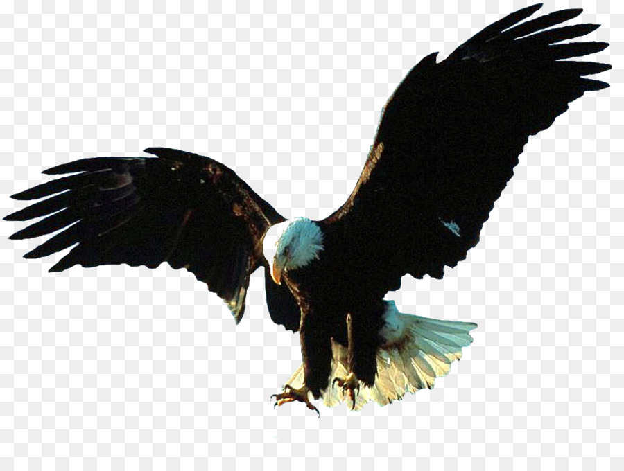 Bald Eagle volo d'Uccello Uccello in volo - grande