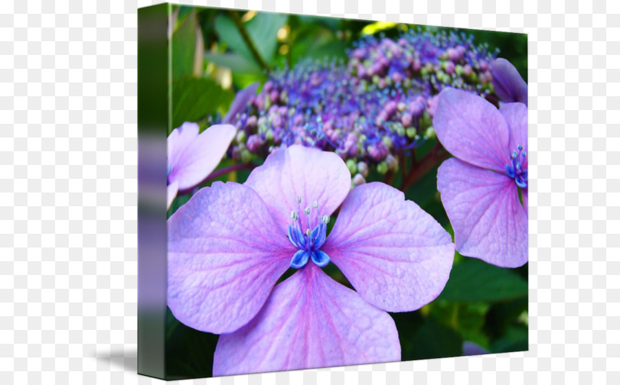 Pflanze Violett Lila Hortensie Crane ' s-bill - Hortensie