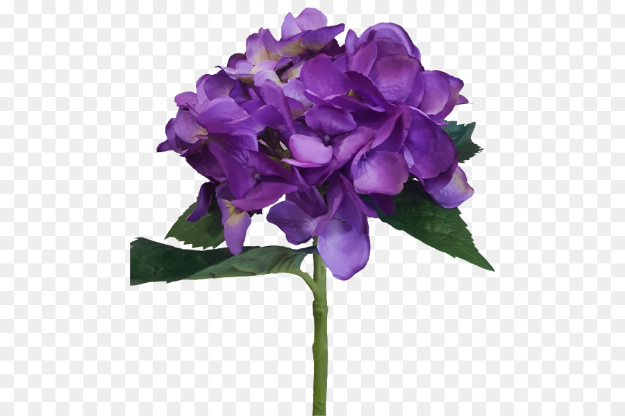 Pflanze Hortensien Schnittblumen Violett - Hortensie