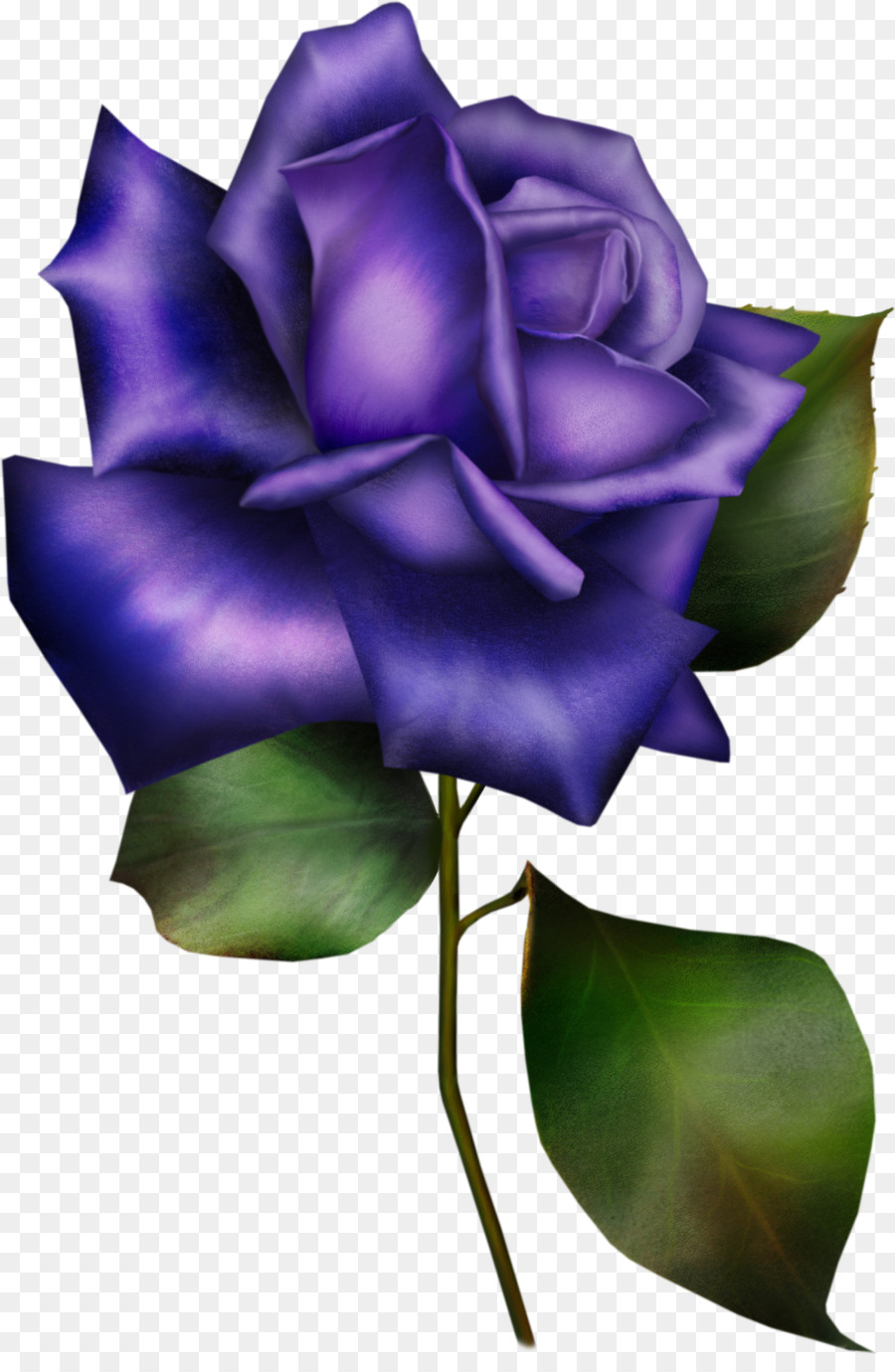 Giardino fiorito di rose rosa Blu Informazioni - Rosa blu