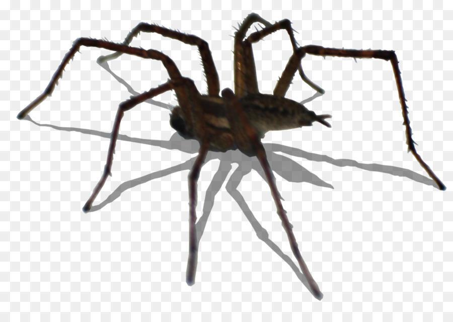 Widow nhện Côn trùng nhện Sói không Xương sống - con nhện