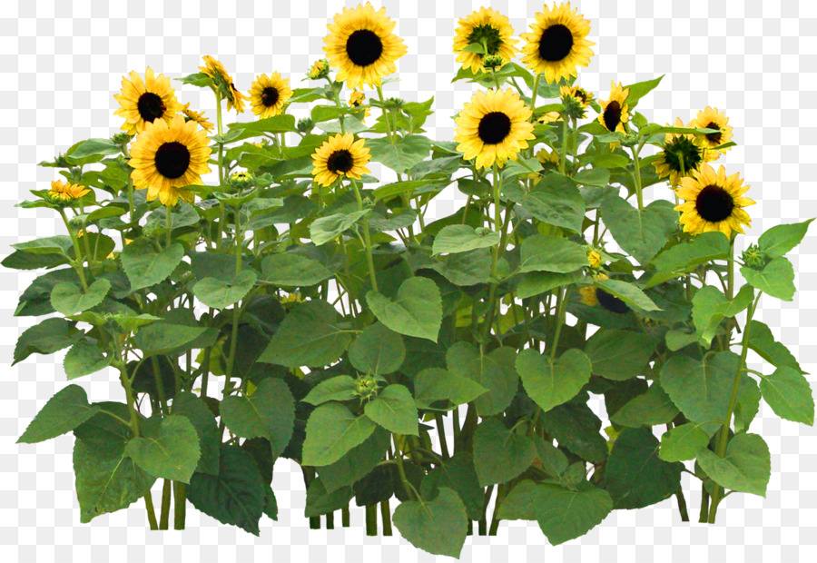 Gemeinsame Sonnenblume Blume Garten - GAZANIA