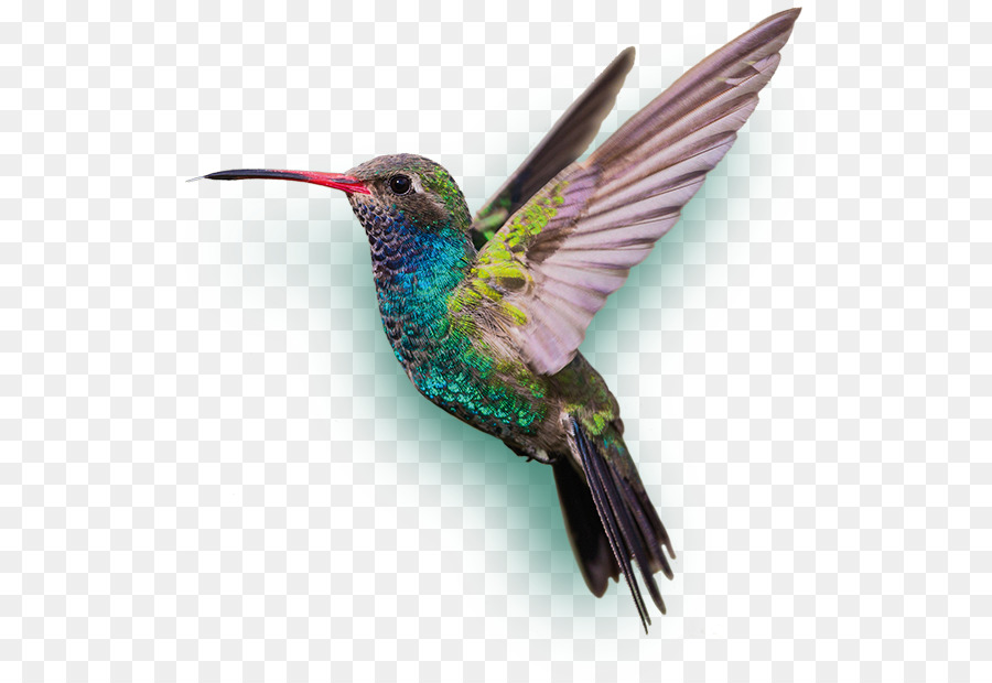 Bee hummingbird schwelt Schuhe - Kolibri