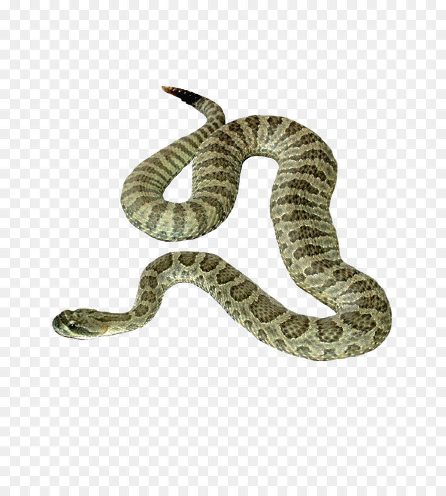 Serpente Vipere Encapsulated PostScript Icone Del Computer - Anaconda