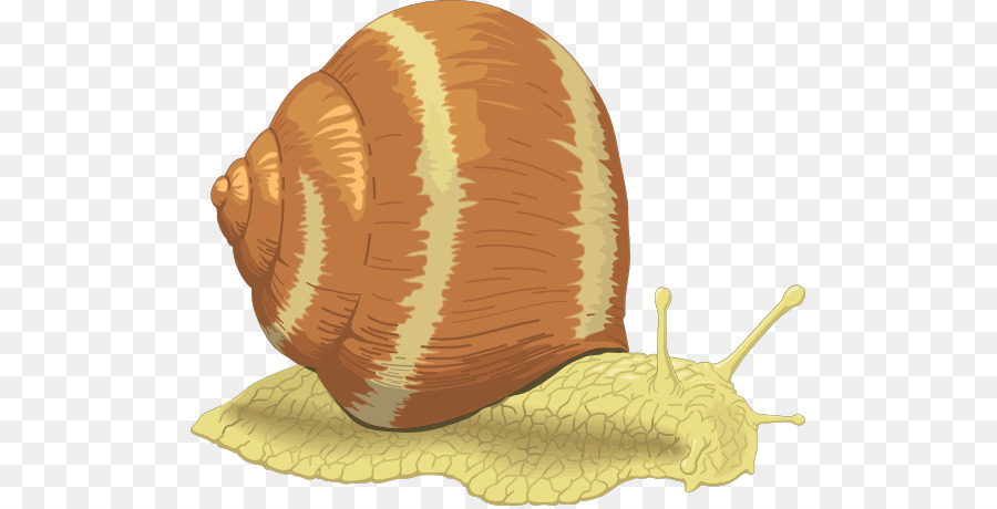 Meer Schnecke clipart - AG ClipArts