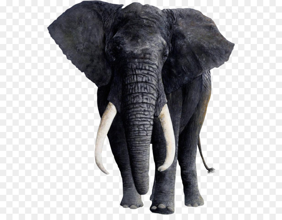 Africano Zanna di elefante Animale elefante Indiano - elefante, coniglio