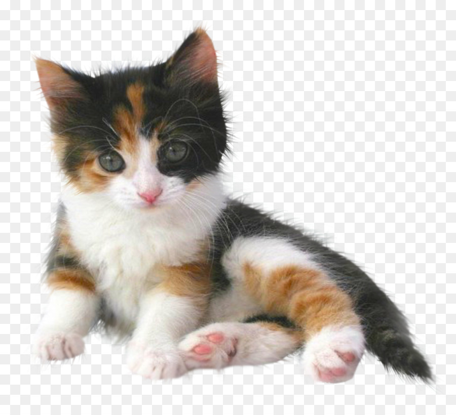 Balinesen Katze Kitten Munchkin Katze Abessinier-Welpen - Es