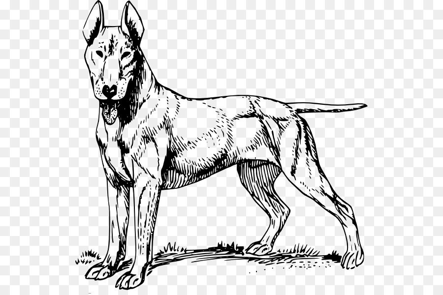 Staffordshire Bull Terrier Pit bull Bulldog-American Staffordshire Terrier - Pitbull
