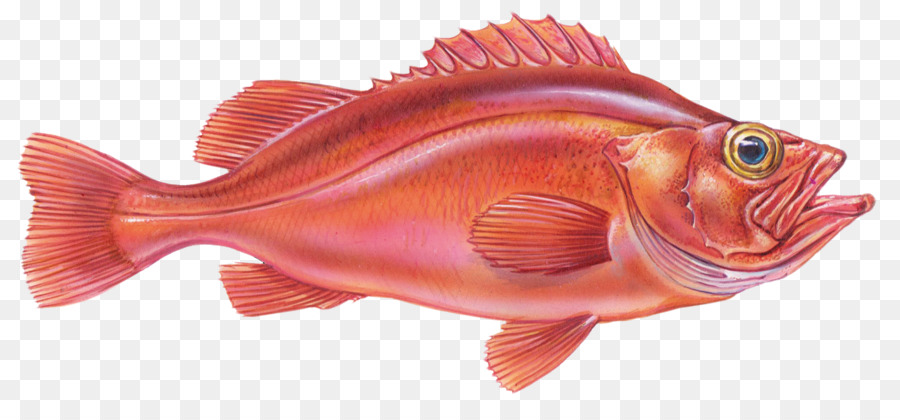 Rose pesce Scorfano rosso Settentrionale snapper Pesca Halibut - Pesce rosso
