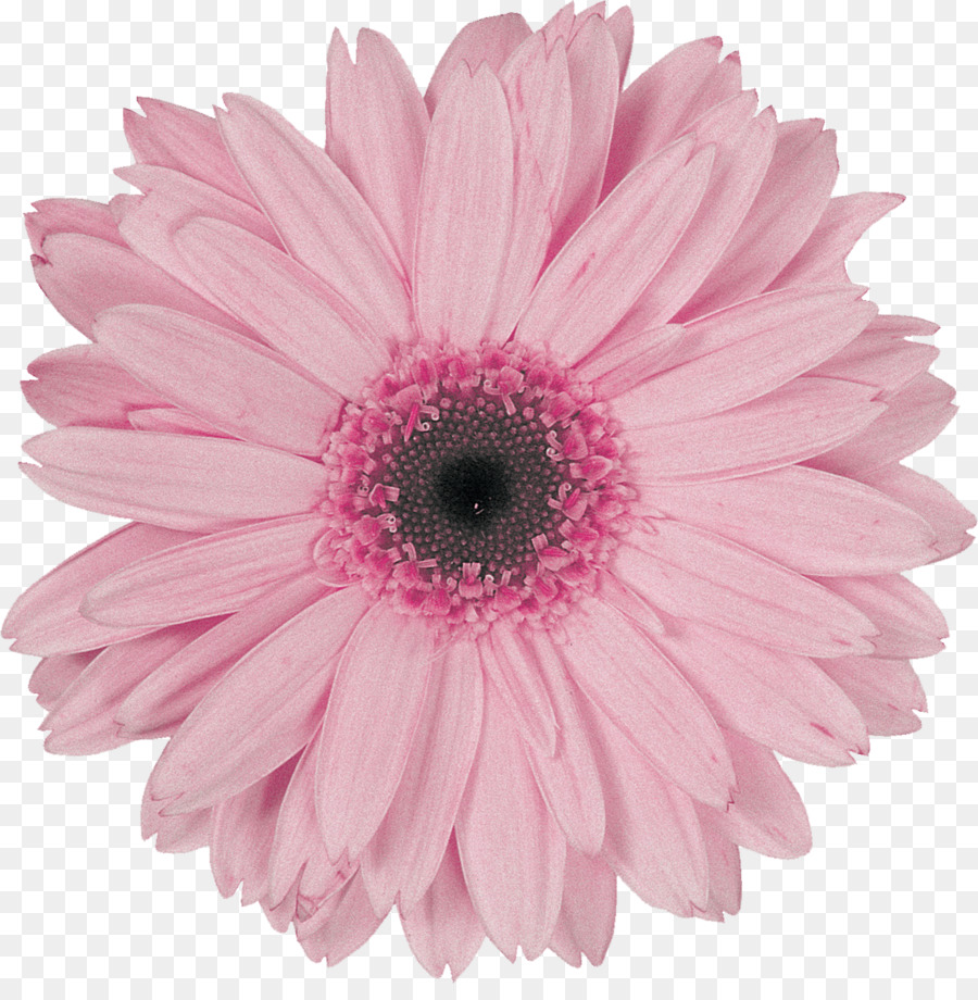 Blume Transvaal-Gänseblümchen-Rosa-Violetten Rosen - Gerbera
