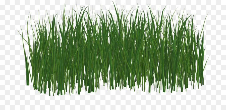 Grasgroen Lawn Green-Image-Datei-Formate - gras