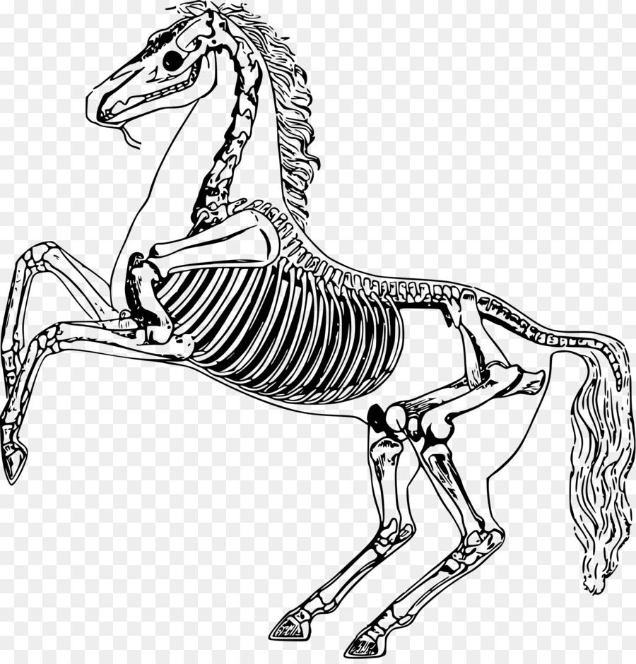 Cavallo Scheletro Anatomia Ossea Disegno - scheletro