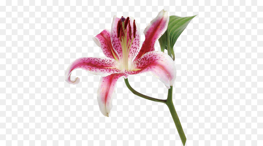 Blumen-Lilium-Pflanze-Stiel Blütenblatt der Lilie der Inkas - Callalily