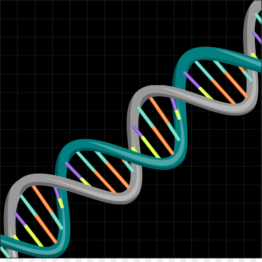 Die Doppel-Helix: Ein Persönlicher Bericht über die Entdeckung der Struktur der DNA-Nukleinsäure-Doppel-helix der DNA-Replikation Base-pair-Mädchen - dna cliparts