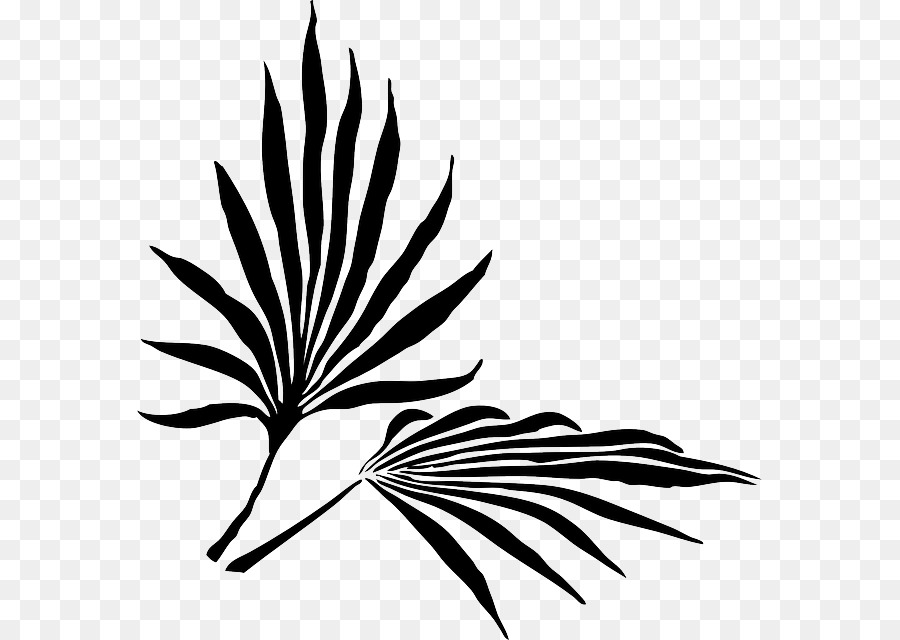 Palm chi nhánh Phiến Arecaceae Clip nghệ thuật - cành