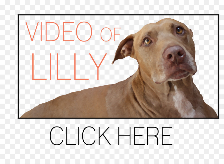 American Pit Bull Terrier Canidae Hund Rasse - Pitbull