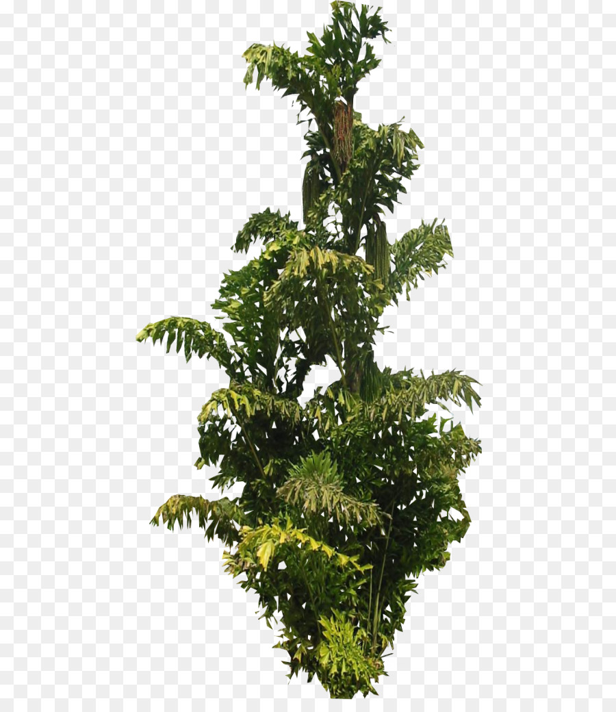 Cây Arecaceae Lá Cây Cọ chi nhánh - Ren