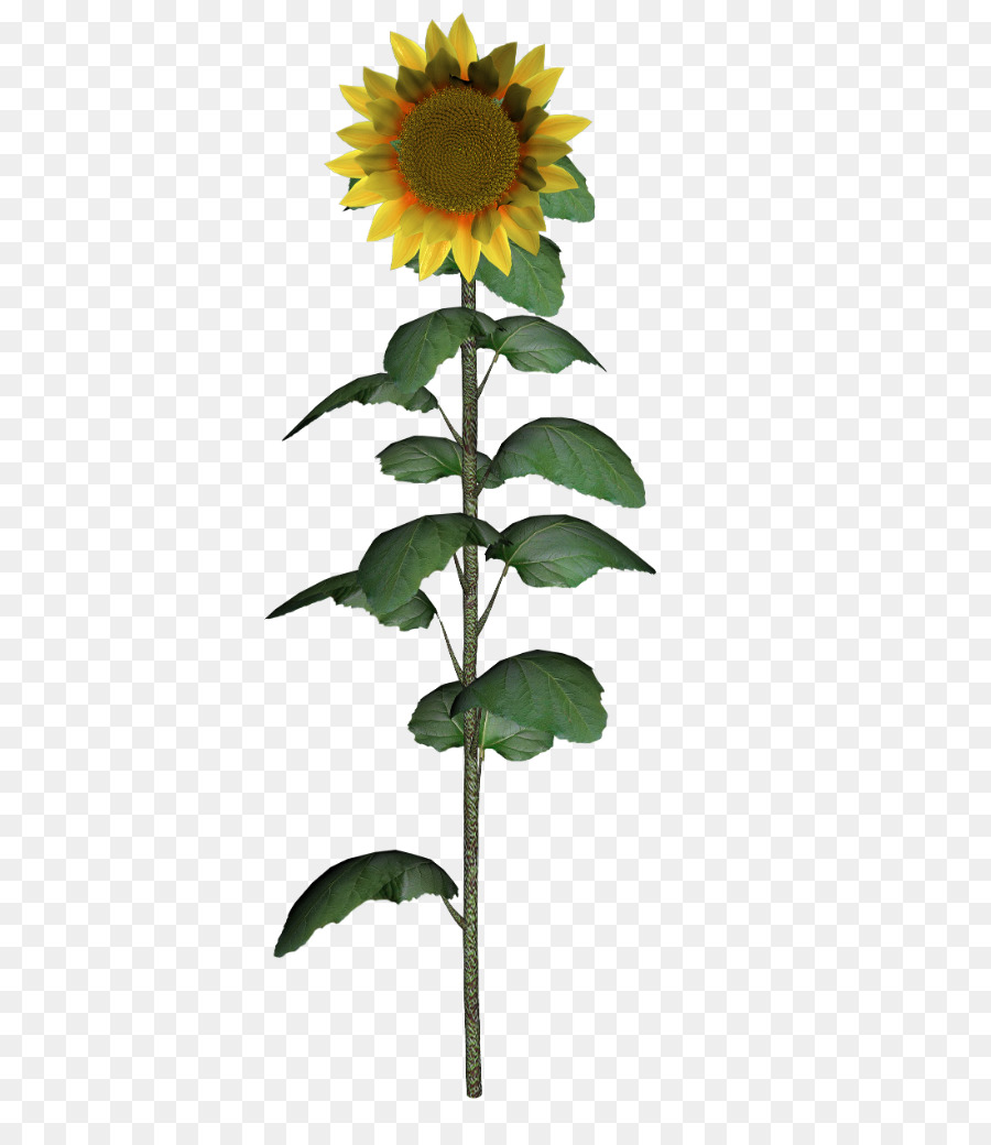 Gemeinsame Sonnenblume korbblütler Sonnenblumen Pflanzen - Sonnenblume