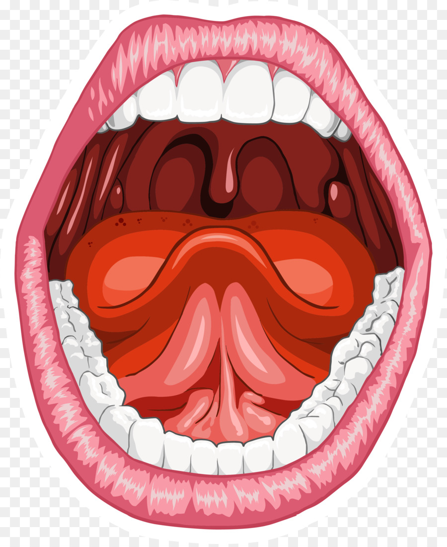 Miệng giải Phẫu người Homo sapiens Lưỡi - miệng nụ cười