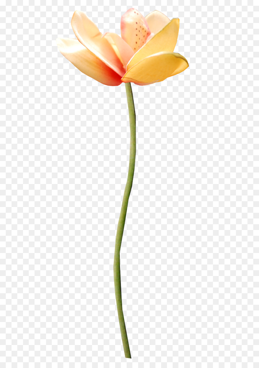 Blühende pflanze, Schnittblumen, Tulpe, Pflanze, Stamm - orange Blume