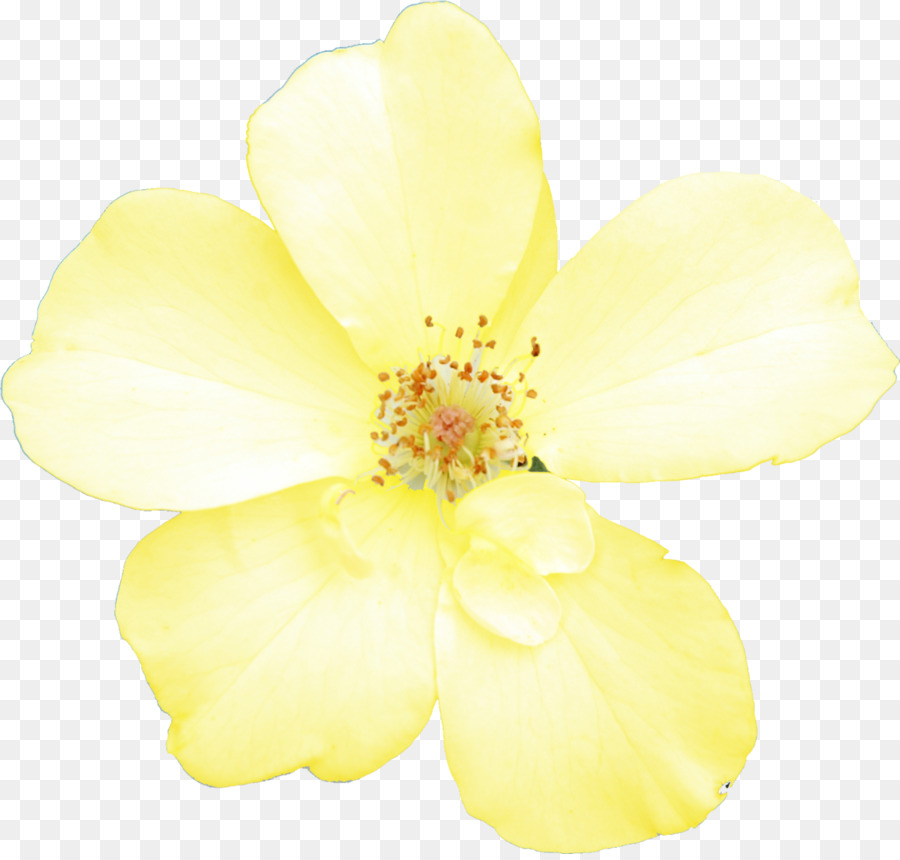 Schneiden Sie die Blumen Blütenblatt LiveInternet - Zeichnung Blume