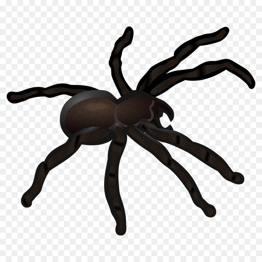 Spider Web Clip Art - Spinne