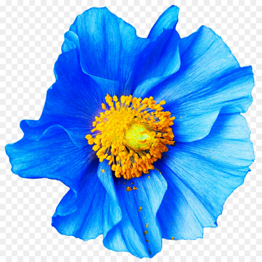 Mohn Blüte Blau Papaver nudicaule Blütenblatt - Anemone