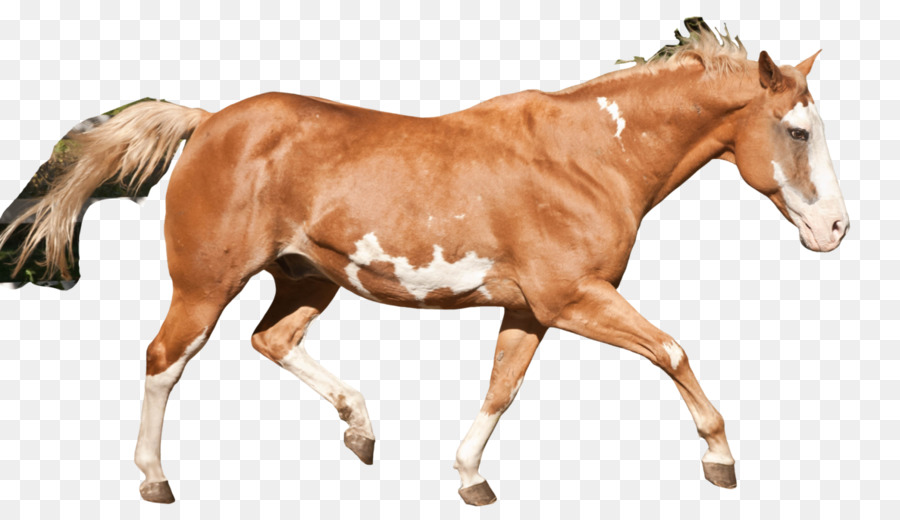 Mỹ Sơn Ngựa Mustang Con Ngựa Ngựa Mare - sơn lem