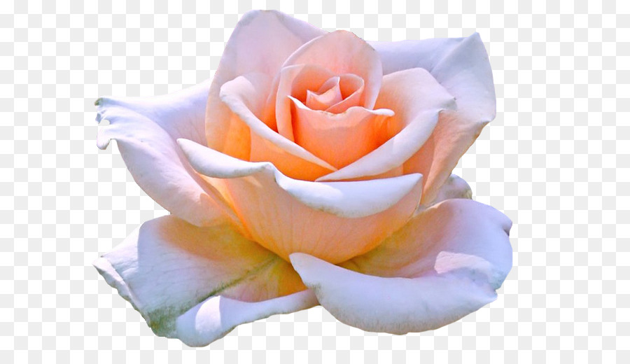 Hybrid tea rose Hybrid Tee rose Blume clipart - Marilyn Monroe