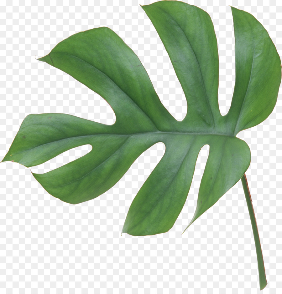Schweizer Käse-pflanze, Blatt, Blume Philodendron bipinnatifidum - Tropen Blatt
