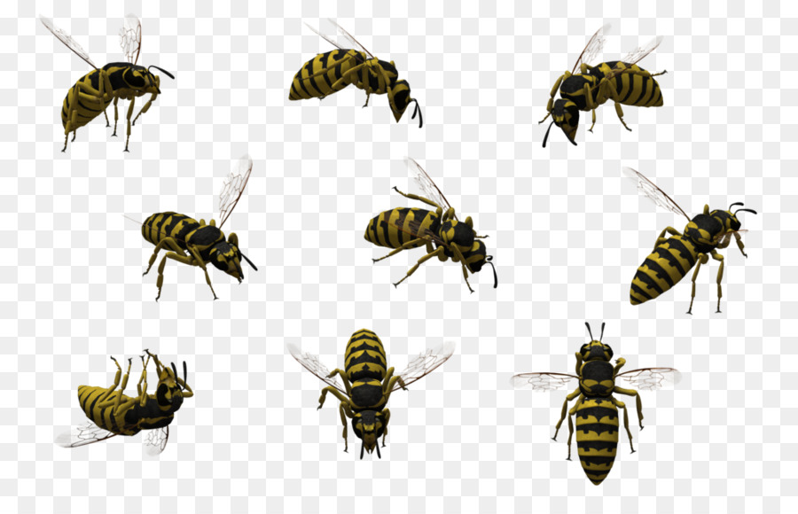 Honey bee Insekt Wespe - Wespe