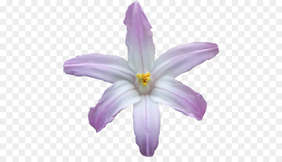 Flieder Violett Lila Krokusse Blühen - lila Blume