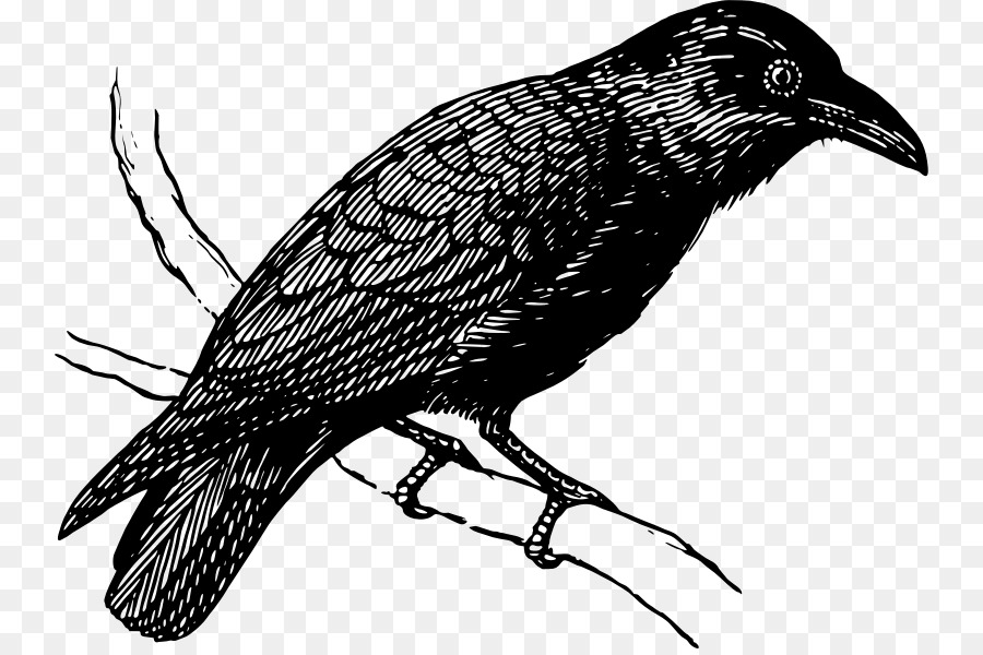 Zeichnung American crow Bird clipart - Raven