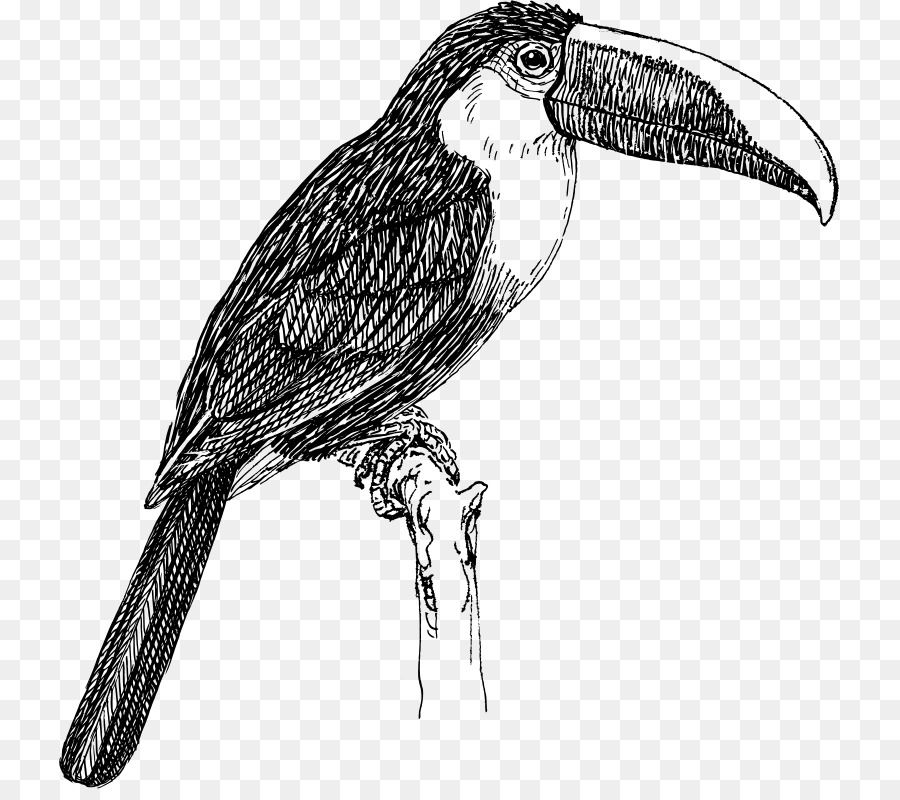 White-throated toucan-Linie Kunst-clipart - Toucan