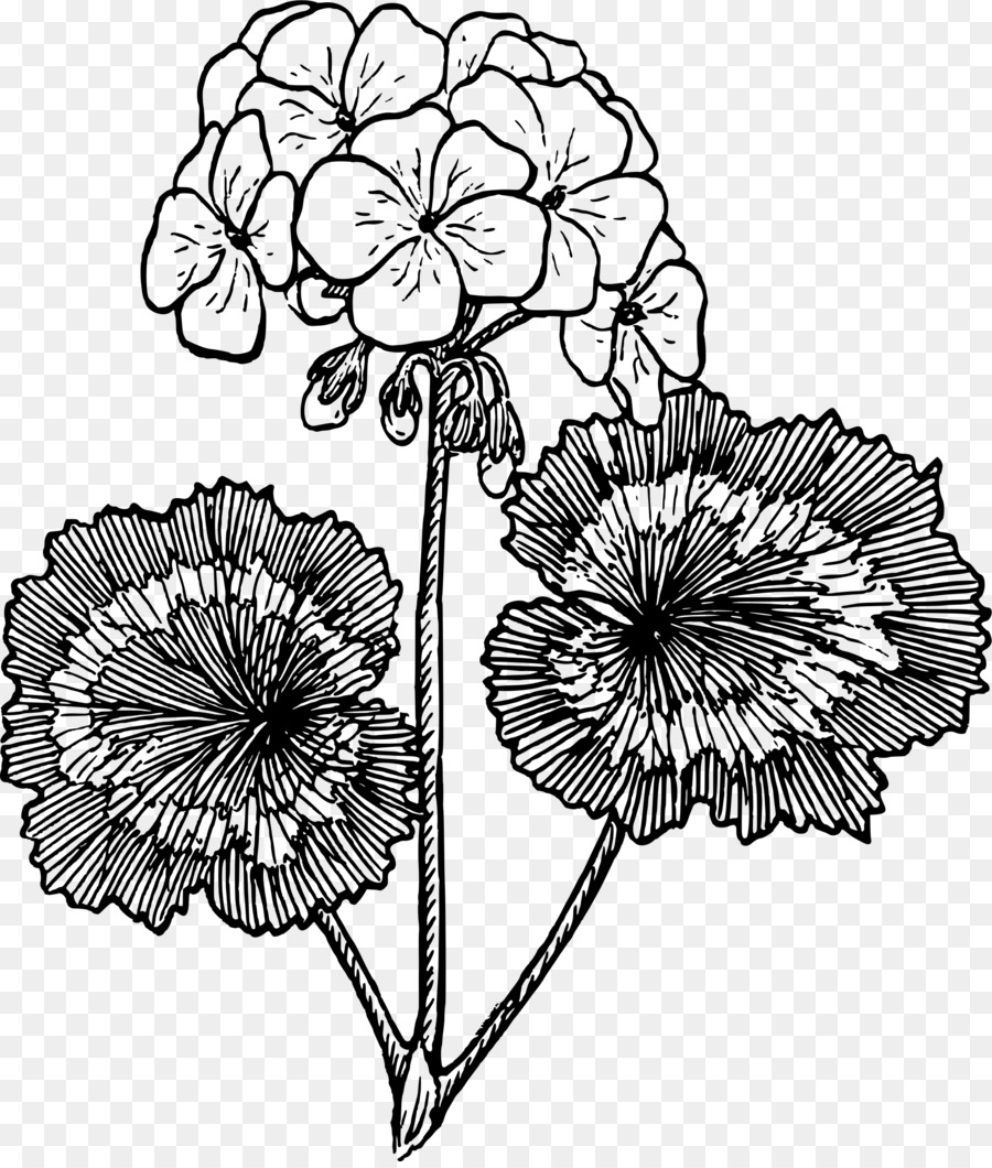 Zeichnung Blume clipart - Geranie