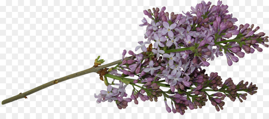 Schnittblumen Lilac Tree Clip art - lila