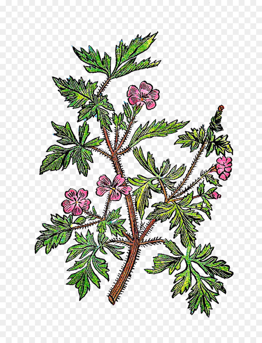 Zweig, Pflanze, Stamm-Blatt-Baum botanische illustration - vintage hintergrund