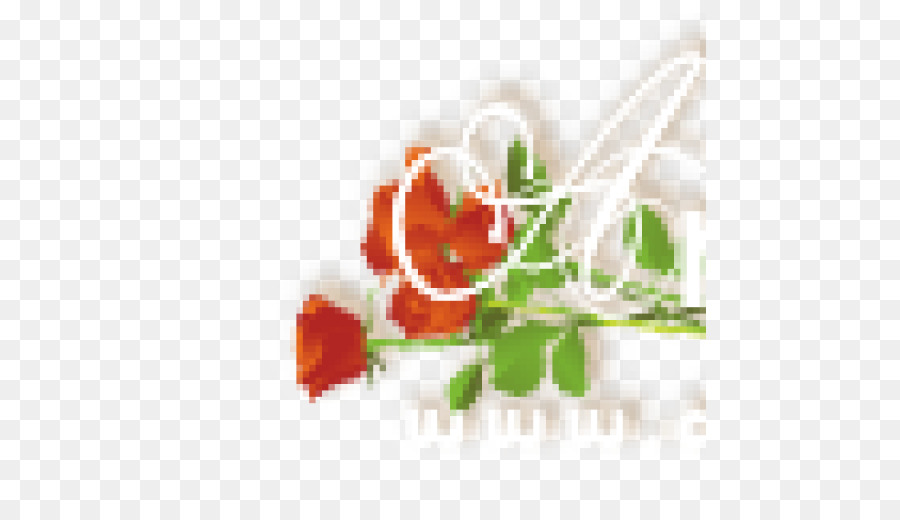 Blumengarten Rosen Floral design Rosaceae - Header