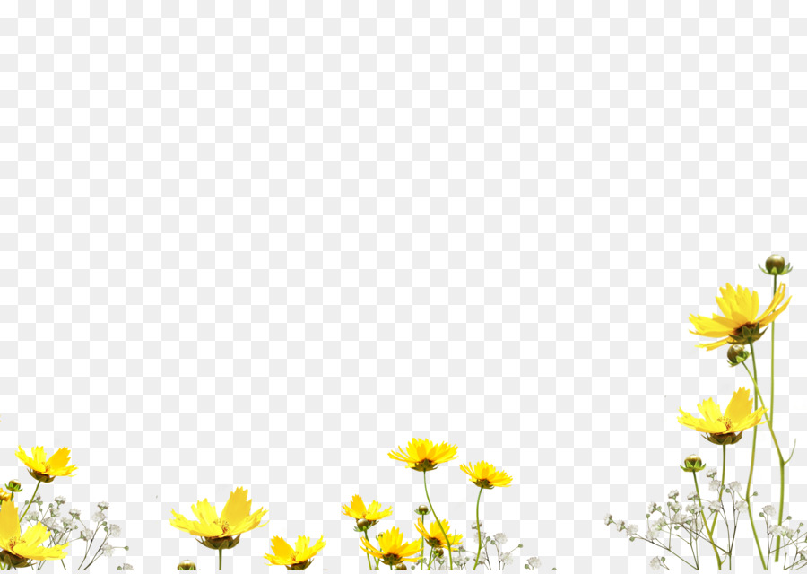Blume, Fotografie, Blütenblatt - Blatt, Aquarell