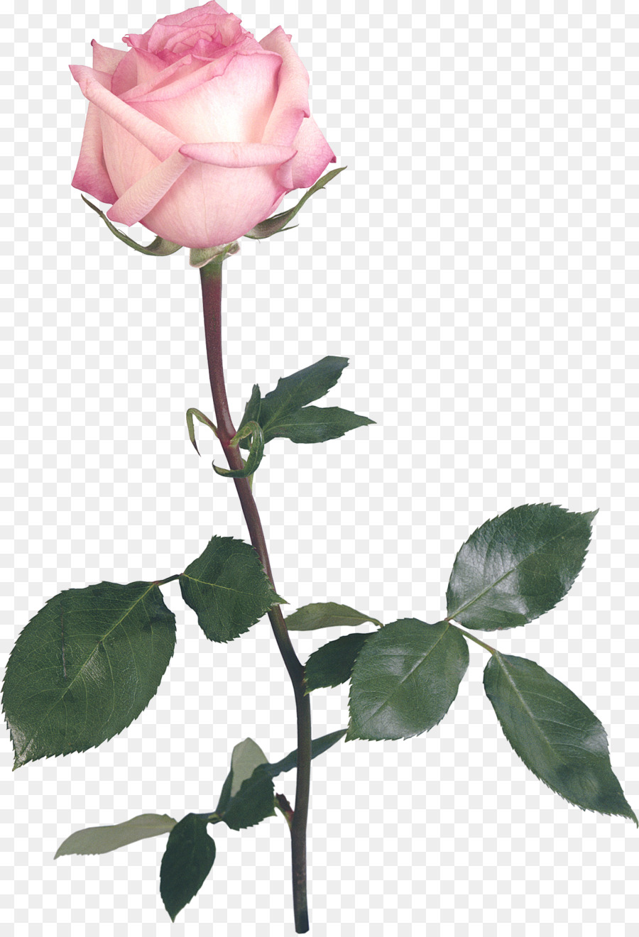 Garten Rosen, YouTube, DeviantArt Clip-art - weiße rose