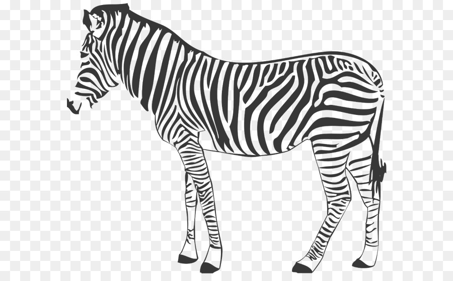 Quagga la zebra di Montagna a Cavallo di Fotografia - adesivo da muro