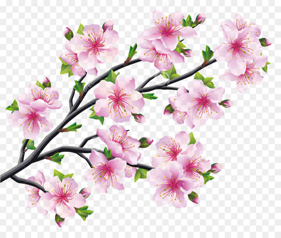 Fiori di ciliegio, Albero di Disegno - fiori di ciliegio