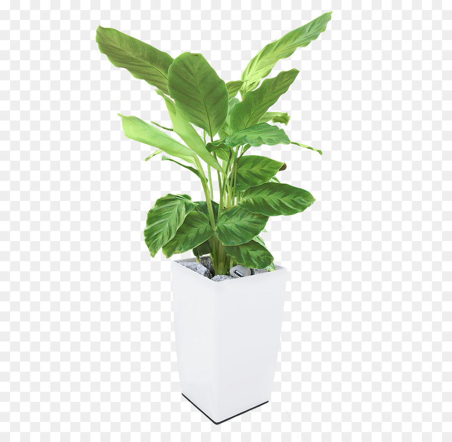 Energia Fotosintesi Della Pianta Di Energia Elettrica Bioo - Arkyne Tecnologie - piante in vaso