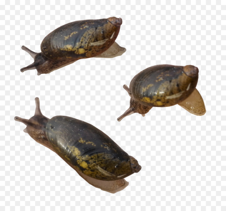 Lumaca, Tartaruga Rettile Animale Gasteropodi - lumaca