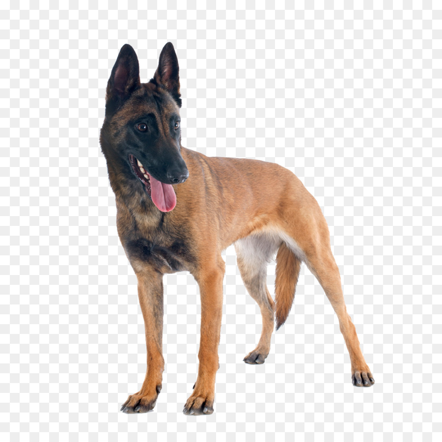 Malinois Pastore Belga di polizia, cane, Pastore tedesco, Cane Canine Good Citizen - Cane poliziotto