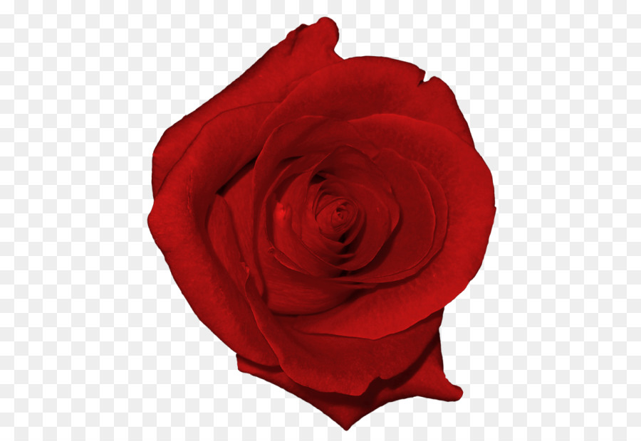 Rose Art, Clip art - rosa rossa decorativa