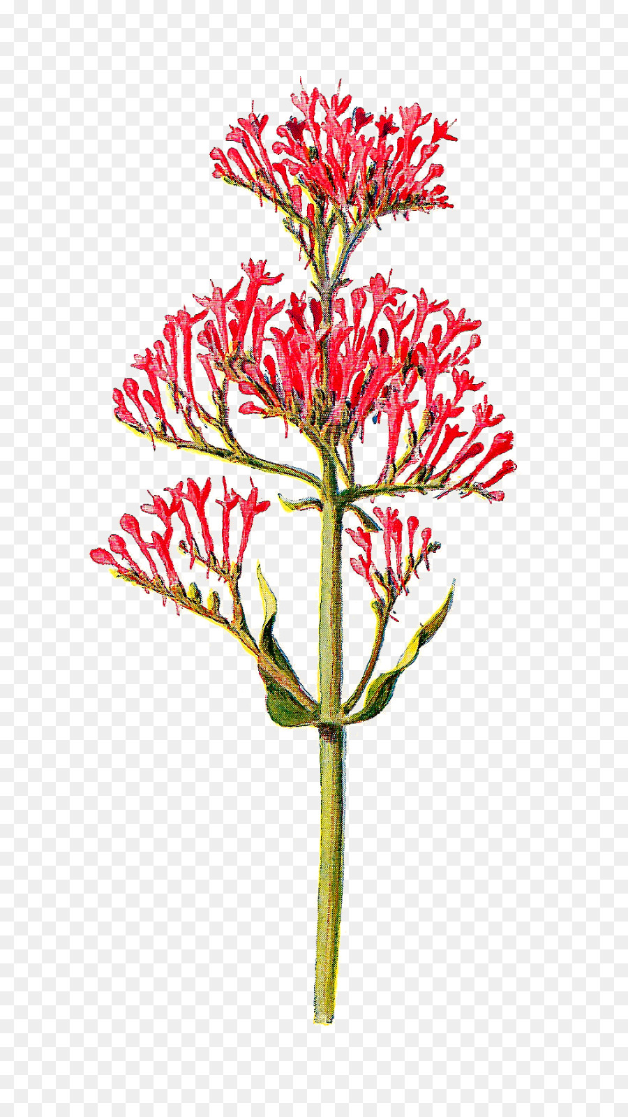 Hoa dại Centranthus nuôi Clip nghệ thuật - Hoa cổ điển