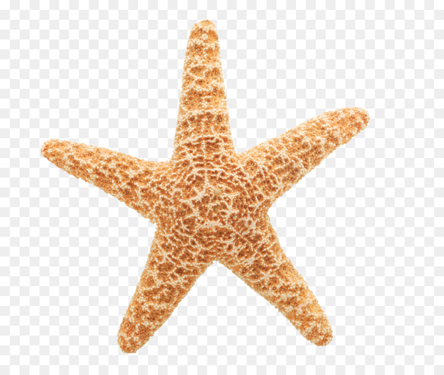 Animazione Starfish Sfondo del Desktop Clip art - stella marina