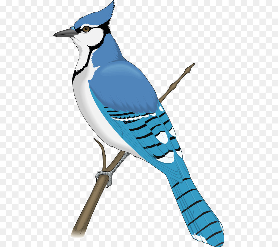 Blue jay Clip art - uccello blu